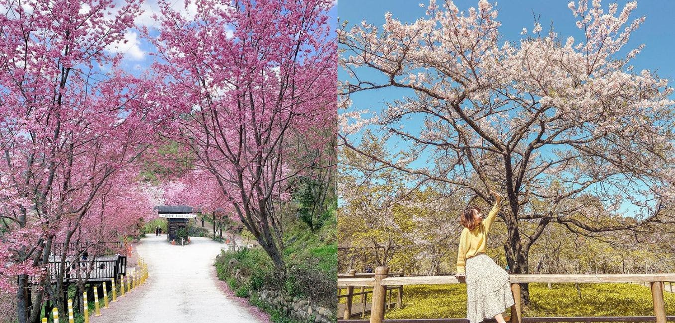 春日必追！全台絕美「賞櫻步道」TOP5，一點也不輸國外的櫻花秘境