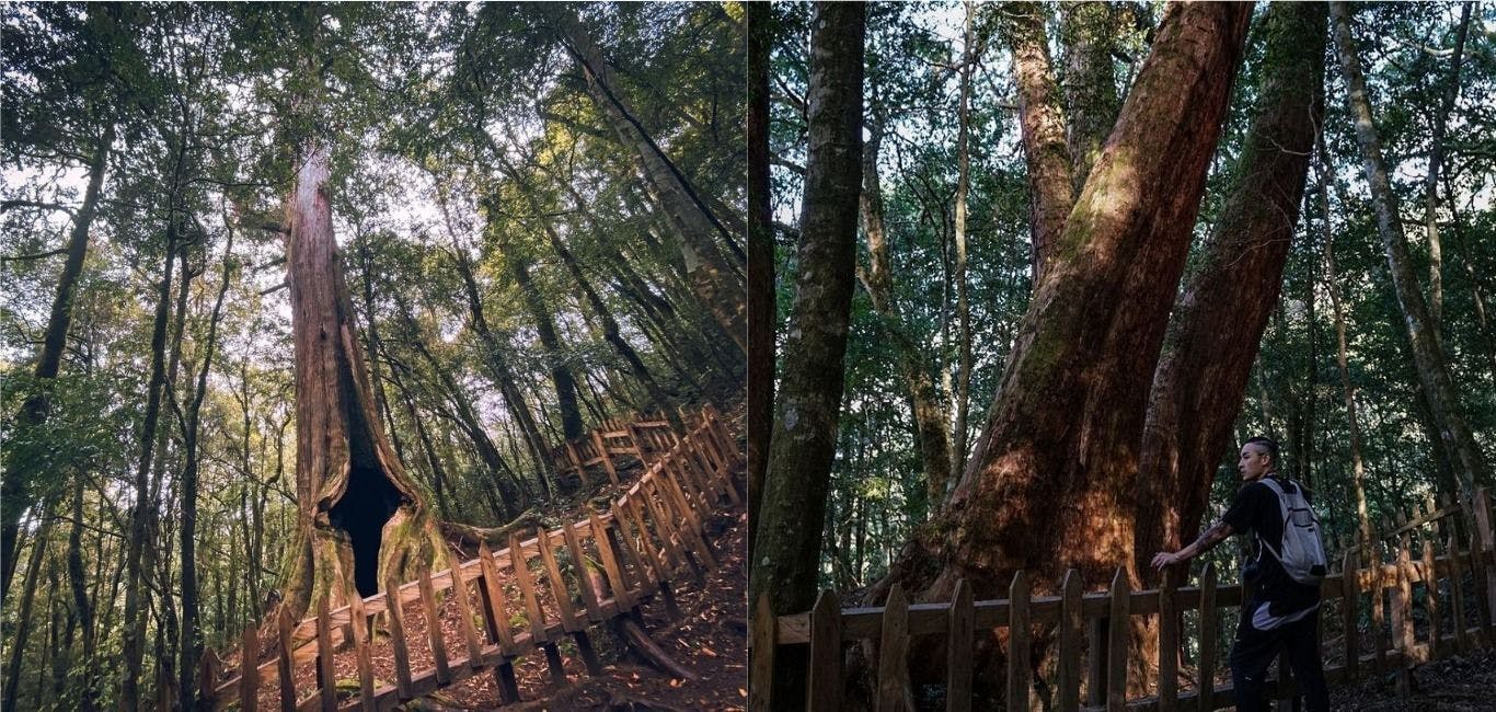 新竹尖山秘境「鎮西堡神木森林」一日遊玩樂全攻略